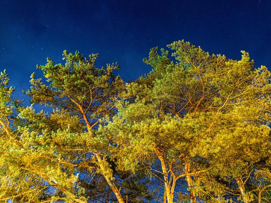 A night sky filled with stars is visible above a cluster of illuminated pine trees. The trees are vibrant with green foliage, contrasting against the dark blue backdrop of the sky.

Nocne niebo wypełnione gwiazdami jest widoczne nad gromadą oświetlonych sosen. Drzewa są żywe z zielonymi liśćmi, kontrastującymi z ciemnoniebieskim tłem nieba.