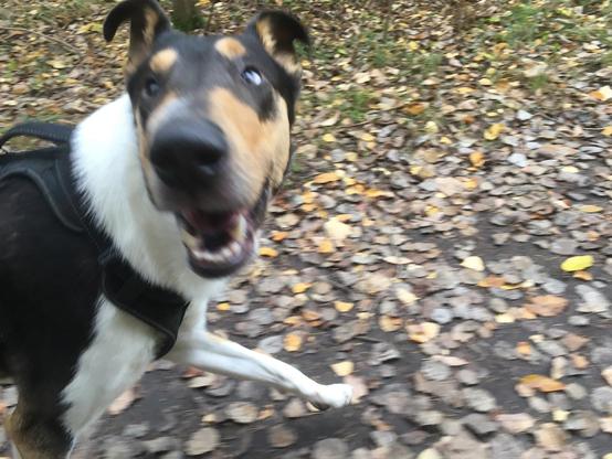 A smooth collie. photo is kind of blurred from shake, he's walking and looking at me (i.e. above the camera)