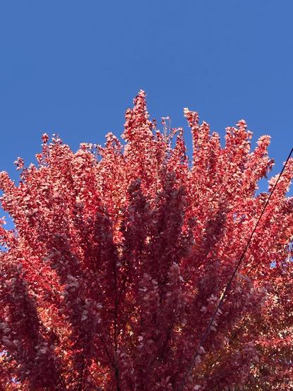 A bright red maple tree standing out against the deep blue sky, which takes up about a quarter of the frame. There is a tree shaped shadow against the lower portion of the tree.