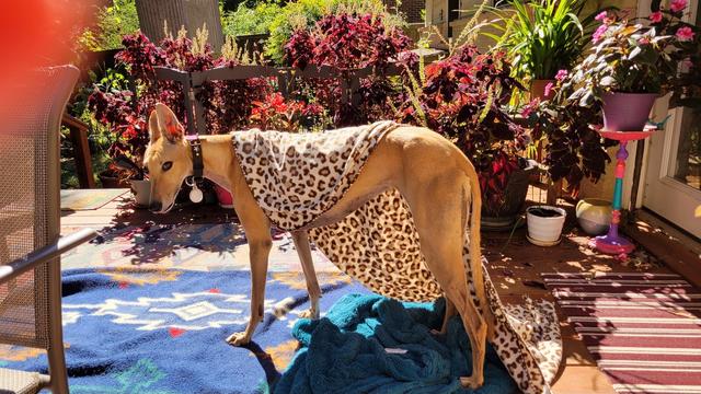Juju wearing her sun bathing blinkie when she gets up
