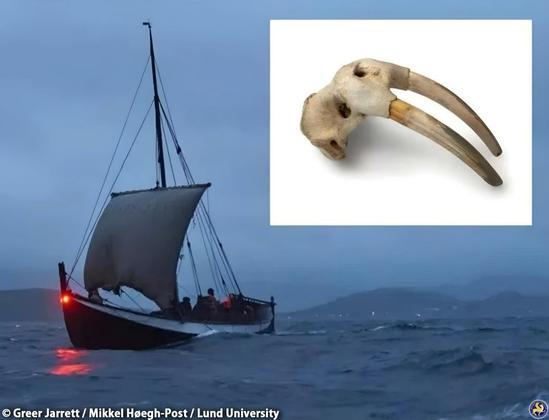 Medieval walrus ivory hint at Viking trade with Indigenous Americans centuries before Columbus

A recent study reveals that Viking hunters, in search of walrus ivory, ventured deep into the High Arctic, where they likely encountered the Thule Inuit, a group of Indigenous North Americans who inhabited regions of modern-day Greenland and Canada. This discovery highlights a little-known connection between Europe and North America long before the 15th century...