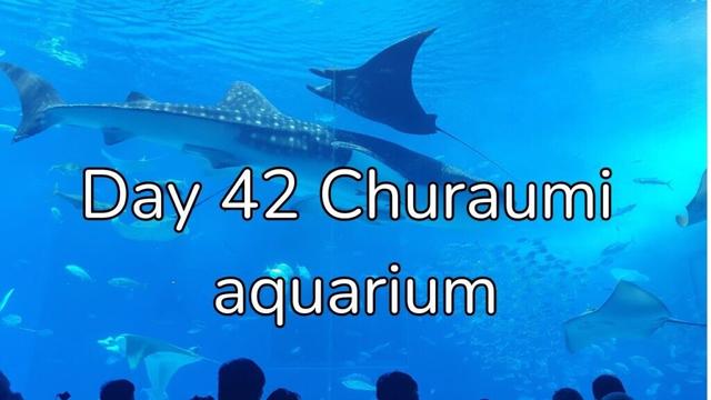Solo travel vlogs Day 42  Churaumi aquarium/ North Naha