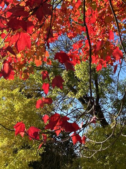 Looking upwards through a tree canopy, a branch of red maple leaves catching the sunlight, like embers, with trees much higher up creating a background of dense greenish yellow leaves, and a little bit of blue sky showing through between branches.