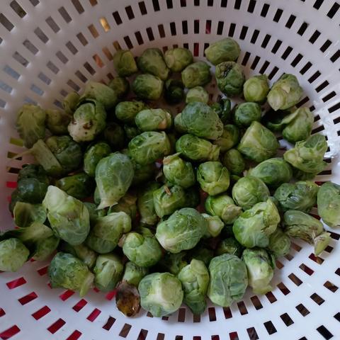 A colander full of Brussels sprouts freshly picked from my garden. The last harvest of the year.