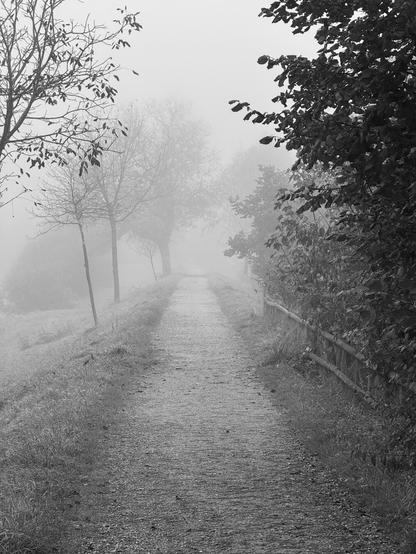 A way vanishing in the fog with meadow and trees on both sides.