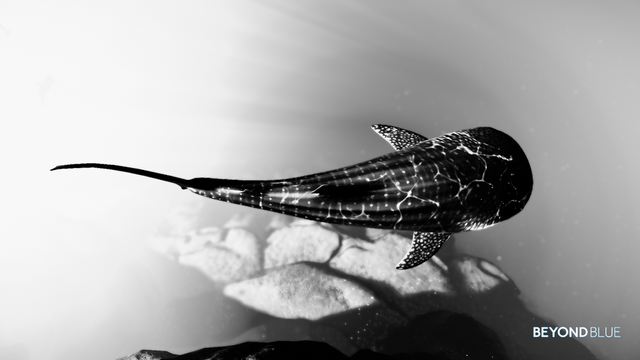 A whale sharkl seeing from above as it cruises beside an underwater cliff in the stark contrasts of black and white photography where the shark is blacker and darker than its grey and white surroundings..