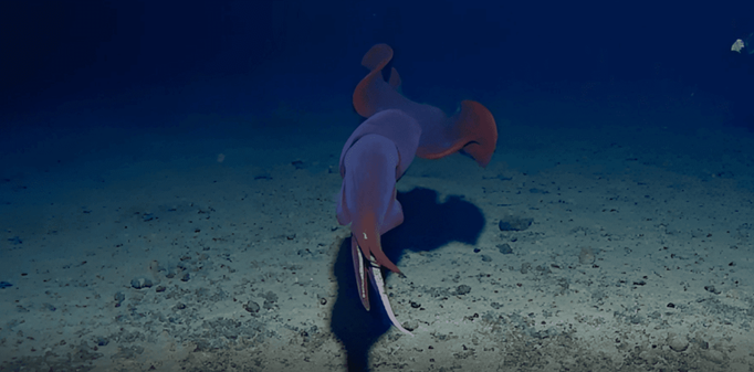 underwater photo of a large dark red squid near a muddy sea floor