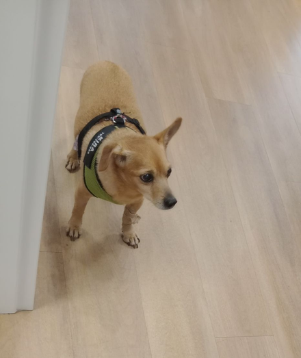 Mały płowy pies w czarno-zielonych szelkach, z imieniem Kira i numerem telefonu.