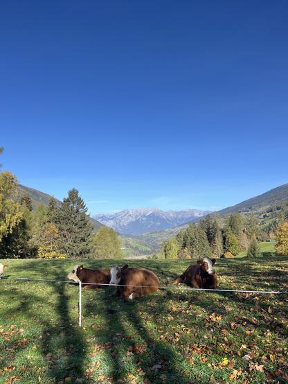 Drei Kühe sitzen auf einer Wiese, dahinter Berglandschaft Richtung Innsbruck.