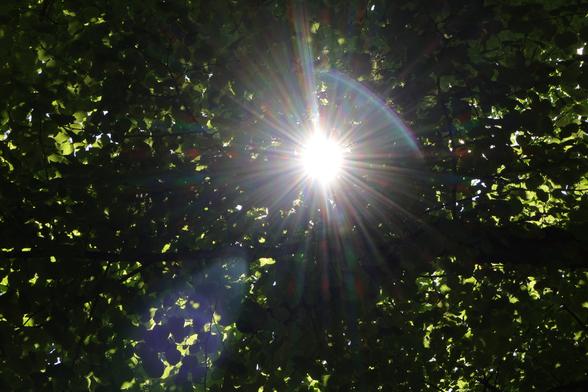 Sonne hinter einer dichten Baumkrone, Blendenstern und Artefakte sind erkennbar