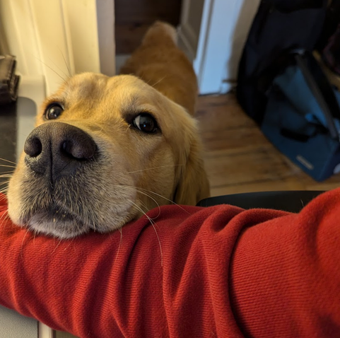 Next to a work from home desk, a golden retriever rests his head onto his human's arm dressed in red, looking at his human owner with big round eyes, making it next to impossible to continue (or start) working.