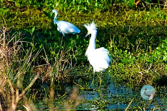 An outdoor, daylight photograph of a marsh with two white birds walking in it. The one closer to the camera has long, loose feathers on the top of its head. The two birds are surrounded by the marsh and its green vegetation.