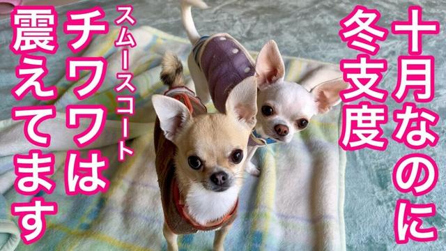 １０月で寒さで震えるスムースコートチワワ【多頭飼いスムチーず】