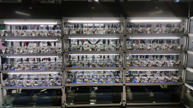 Experimental setup to keep amphipods in small tanks and measure their leaf litter processing. The picture shows three racks with 28 tanks each, placed on four shelfs of seven tanks.