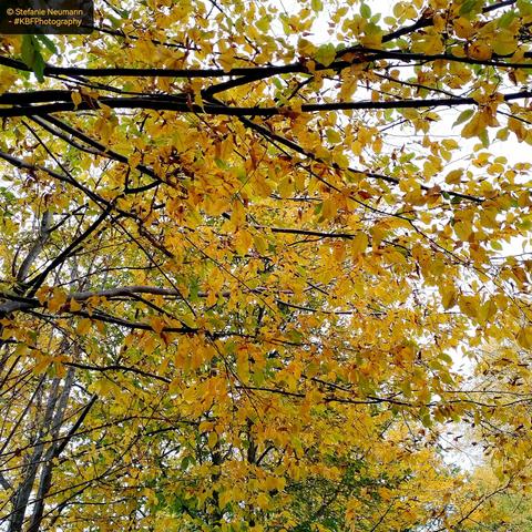 Autumnal tree canopies.