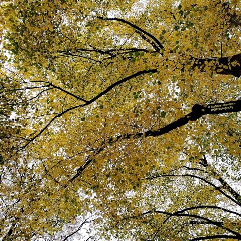 Autumnal linden canopies.
