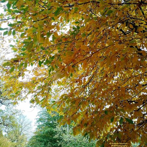 An autumnal tree canopy.