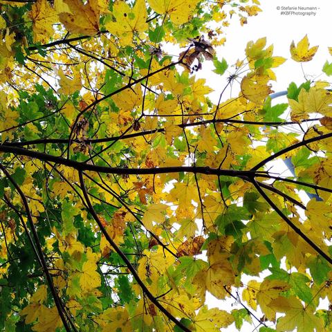 An autumnal maple canopy.