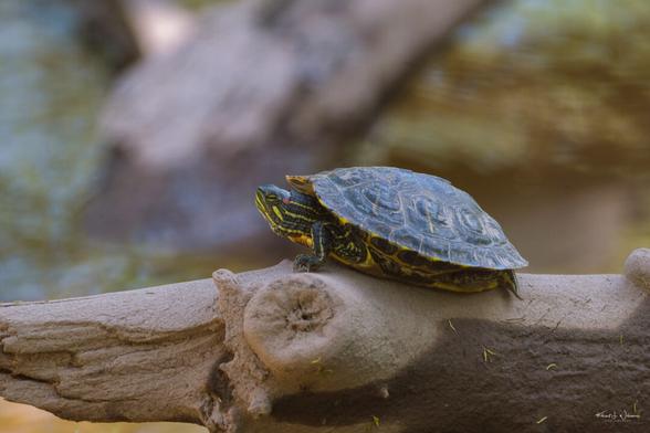 Red-eared Slider (Trachemys scripta ssp. elegans)