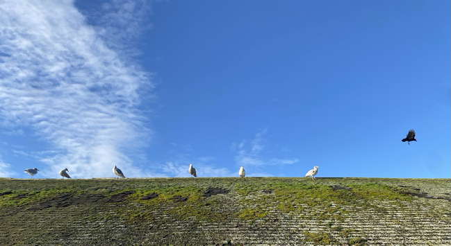 Gulls standing on roof of boat shed against a beautiful blue sky. Far right of frame is a crow leaving the scene.