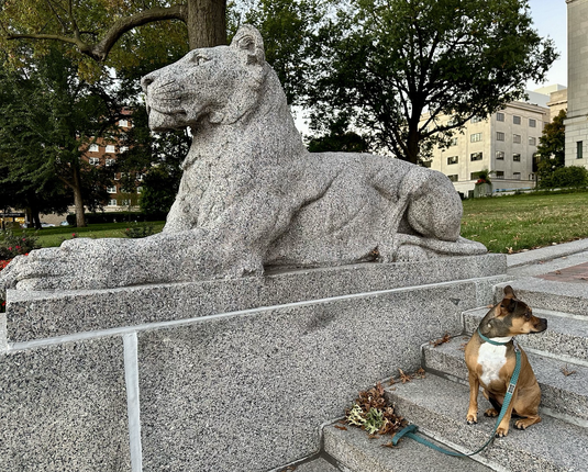 The huge granite statue of the lioness in Sphinx pose looks to our left. Below, on the steps, Tickles sits, body facing left, but head turned to look off to the right. Kansas City Life Insurance building, historic Hyde Park Neighborhood.