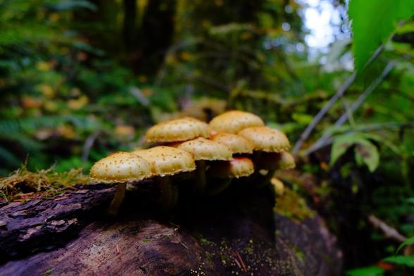 Group of mushrooms with yellow caps (with little dots on the caps) growing out of a log with green foliage in the background