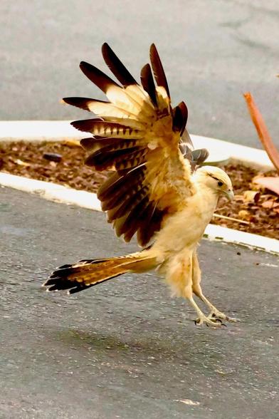 A strange raptor with stunning plumage the colors of toast and lemon curd makes a dramatic landing in a parking lot.