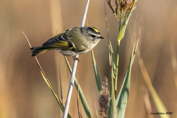 "These are tiny songbirds with a rounded body, short wings, and skinny tail. They have relatively large heads, and their bills are short and thin, perfect for gleaning small insects. Golden-crowned Kinglets are pale olive above and gray below, with a black-and-white striped face and bright yellow-orange crown patch. They have a thin white wingbar and yellow edges to their black flight feathers" (AAB). This one foraging among saltmarsh Spartina and Phragmites and brush.