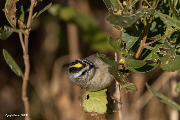 Yellow-crowned Kinglet foraging on a bush.