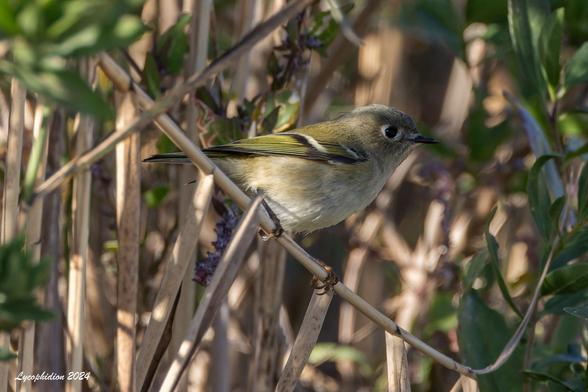 Ruby-crowned Kinglet perched on a Phragmites stalk. "Ruby-crowned Kinglets are olive-green birds with a prominent white eyering and white wingbar. This wingbar contrasts with an adjacent blackish bar in the wing. The “ruby crown” of the male is only occasionally visible" (AAB).