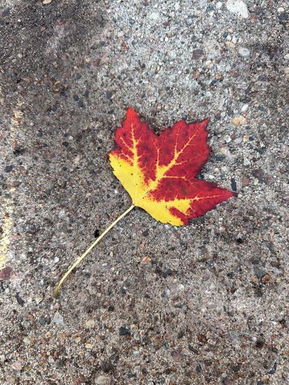 A single red and yellow maple leaf lying diagonally on the pavement. It is primarily red, with a yellow stem and yellow base, and yellow veins branching up and out into thinner tributaries. I am not sure about the exact maple species.