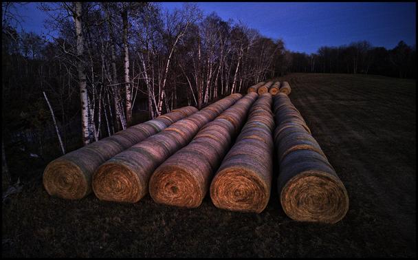 A hundred or more large rolls of hay lined up in five rows in a field along a row of birch trees.