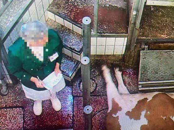 Frau mit Block in der Hand, Gesicht verpixelt, davor sieht man ein Rind auf dem Blutigen/Nassen Boden liegen