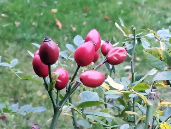 Mehrere leuchtend rote Hagebutten hängen an dünnen grünen Stielen, umgeben von grünen Blättern. Im Hintergrund ist eine Wiese mit unscharfem, grünem Gras zu sehen. Einige Blätter der Pflanze haben gelbliche Flecken.