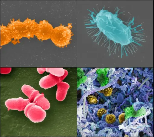 Visual representation of four varieties of bacteria and viruses, highlighting their diverse forms and structures.
