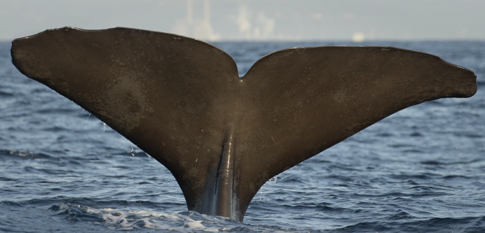 photo of a dark whale tale above water