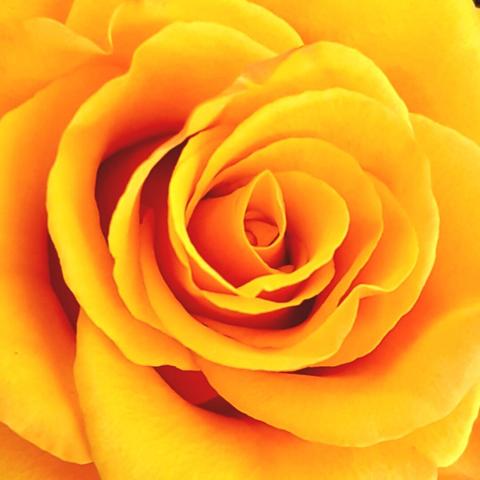 A close-up view of a vibrant yellow rose. The petals are tightly curled and layered, creating a spiral pattern that draws the eye towards the center of the flower. The texture of the petals appears smooth and delicate.
