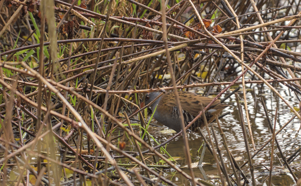 Un râle d'eau (petit oiseau comme une bécassine avec un plumage gris et brun et un long bec rouge orangé) dans les branches sur la berge d'un étang / A water rail (a small snipe-like bird with grey and brown plumage and a long orange-red bill) in the branches on the bank of a pond.