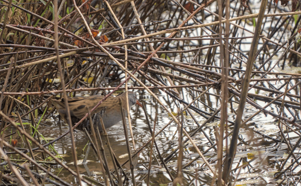 Un râle d'eau au bord d'un étang / A water rail on a pond