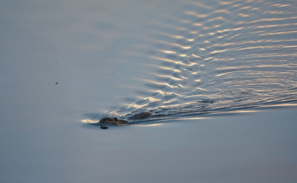 Un ragondin qui nage dans l'eau d'un étang. Il crée une traînée de rides avec la lumière du soleil couchant qui se reflètent donnant un aspect un peu surréaliste à la scène. / A coypu swimming in the water of a pond. It creates a trail of ripples with the light of the setting sun reflecting off it, giving the scene a slightly surreal look.