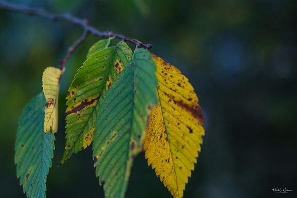 American Elm (Ulmus americana)