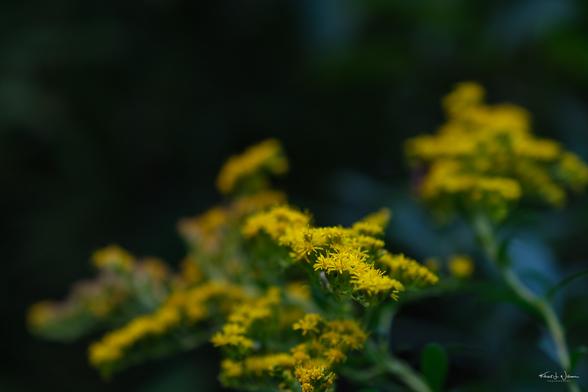 Common Wrinkle-leaved Goldenrod (Solidago rugosa)