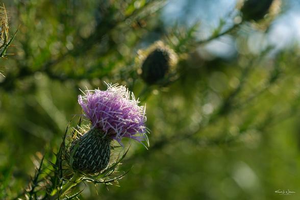 Field Thistle (Cirsium discolor)