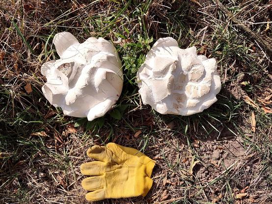 Two Giant Puffballs side by side with a work glove nearby to help gauge their size.