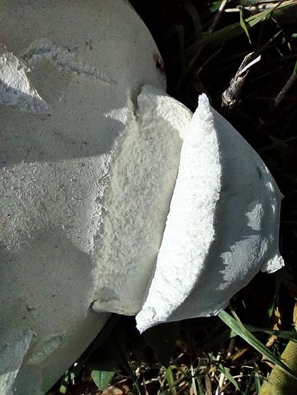 Giant Puffball partially cracked open on an edge. Looks nice and white yet inside.