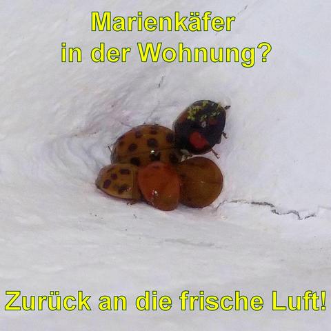 Mehrere Marienkäfer verschiedener Farben sitzen eng beieinander in einer weißen, unebenen Ecke. Die Käfer sind orange-braun mit schwarzen Punkten, ein Käfer ist schwarz mit roten Flecken.