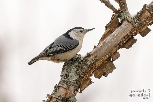 A black-capped songbird inspects the flaking bark of a narrow branch.