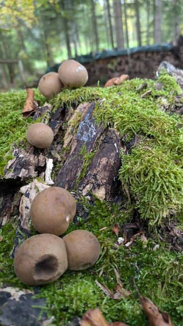 Mushrooms.