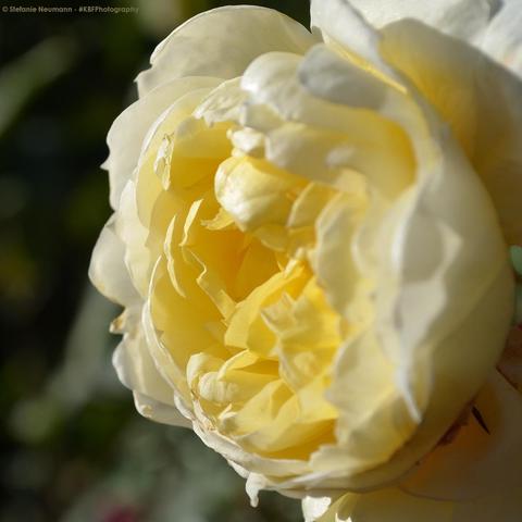 A close-up of a light-yellow rose flower.
