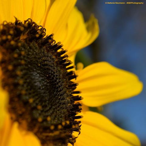 A close-up of a yellow sunflower blossom.